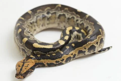 Borneo short-tailed blood python snake (Python curtus breitensteini) isolated on Photos