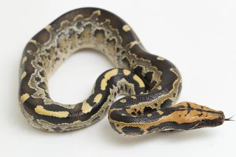 Borneo short-tailed blood python snake (Python curtus breitensteini) isolated on 库存照片