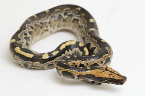 Borneo short-tailed blood python snake (Python curtus breitensteini) isolated on 스톡 사진