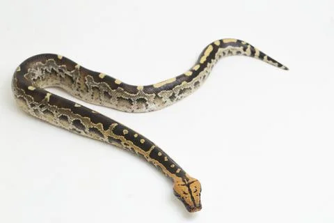 Borneo short-tailed blood python snake (Python curtus breitensteini) isolated on 스톡 사진