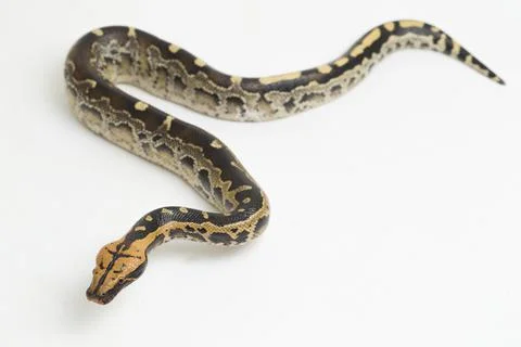 Borneo short-tailed blood python snake (Python curtus breitensteini) isolated on Photos