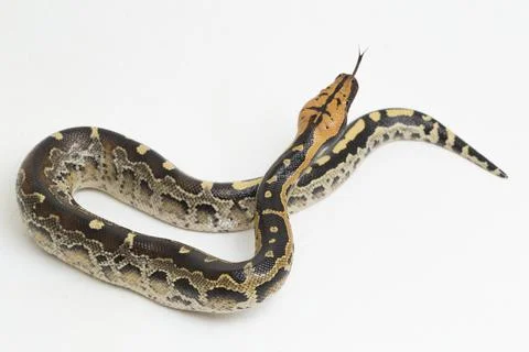 Borneo short-tailed blood python snake (Python curtus breitensteini) isolated on Stock Photos