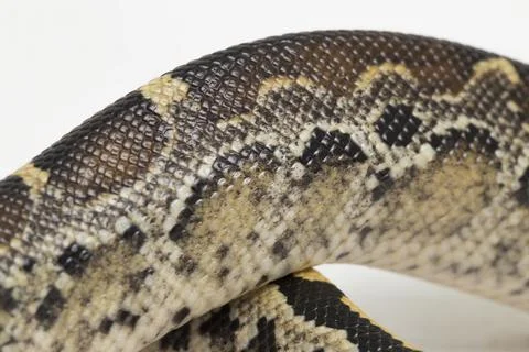 Borneo short-tailed blood python snake (Python curtus breitensteini) isolated on 写真素材