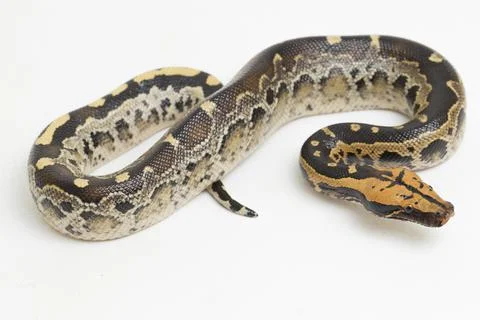 Borneo short-tailed blood python snake (Python curtus breitensteini) isolated on Stock Photos