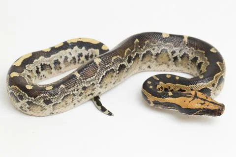 Borneo short-tailed blood python snake (Python curtus breitensteini) isolated on Stock Photos