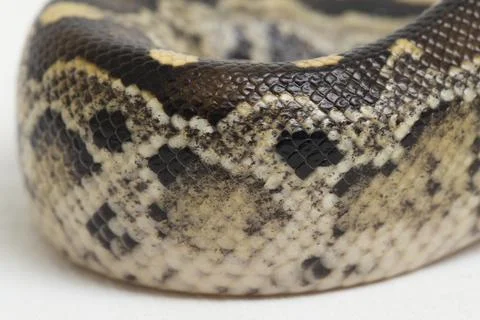 Borneo short-tailed blood python snake (Python curtus breitensteini) isolated on Stock Photos