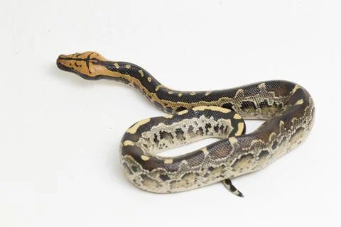 Borneo short-tailed blood python snake (Python curtus breitensteini) isolated on Photos