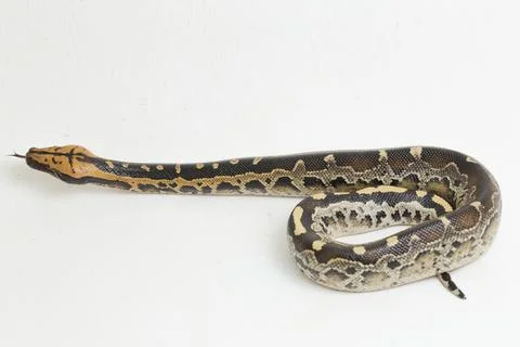 Borneo short-tailed blood python snake (Python curtus breitensteini) isolated on Photos