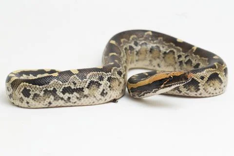 Borneo short-tailed blood python snake (Python curtus breitensteini) isolated on Stock Photos