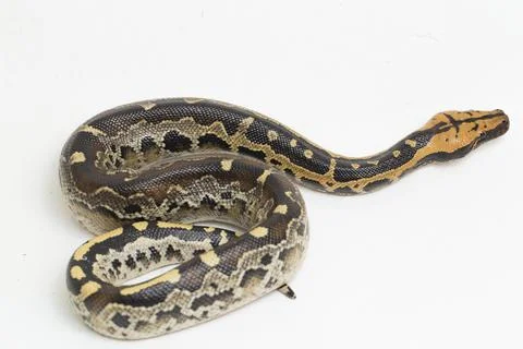 Borneo short-tailed blood python snake (Python curtus breitensteini) isolated on Stock Photos