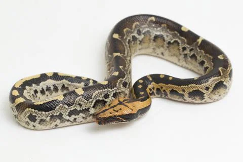 Borneo short-tailed blood python snake (Python curtus breitensteini) isolated on 스톡 사진