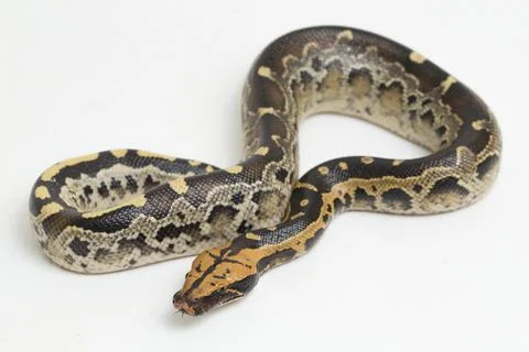 Borneo short-tailed blood python snake (Python curtus breitensteini) isolated on Foto stock