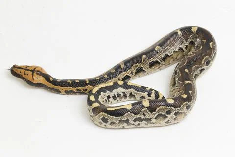 Borneo short-tailed blood python snake (Python curtus breitensteini) isolated on 写真素材