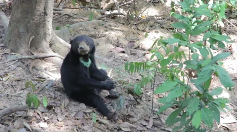 Borneo Sunbear Sanctuary Rescue centre Malaysia Stock Footage 43097935