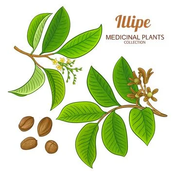 Borneo Tallow Nut Branch Colored Illustration Stock Illustration