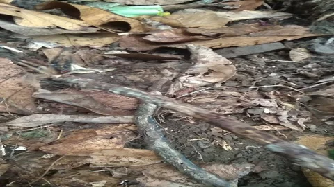 Borneo Tarantula Stock Footage 129080837