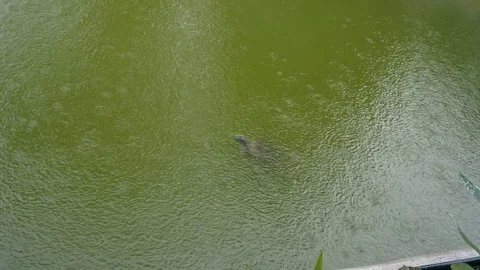 Borneo Turtle in a pond diving under water Stock-Footage 82176269