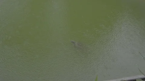 Borneo Turtle in a pond diving under water slog2 Stock-Footage 82445087