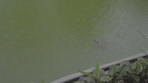 Borneo Turtle in a pond slog2 Stock-Footage 82445731