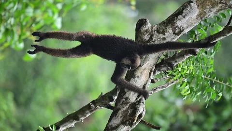 Borneo White-bearded Video stock 322058053
