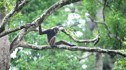 Borneo White-bearded Video stock 322058054