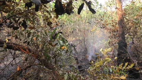 Borneo Wildfires Stock Footage 307311189