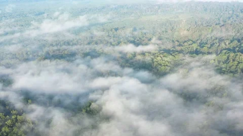 Borneo's rainforests Stock Footage 146690919
