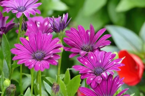 Bornholm daisy (Dimorphotheca ecklonis) close-up Stock Photos