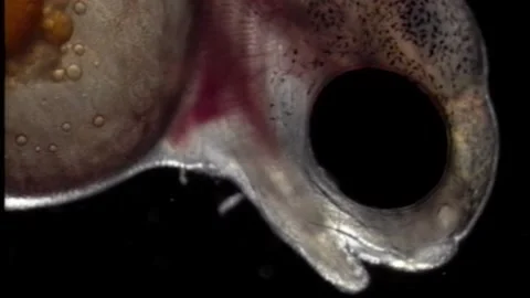 Borning trout under the microscope #09 Stock Footage 147056918