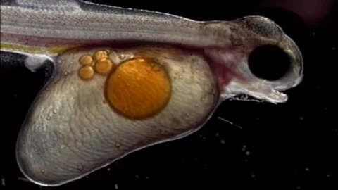 Borning trout under the microscope #11 Stock Footage 147056923