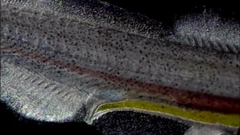 Borning trout under the microscope #12 Stock Footage