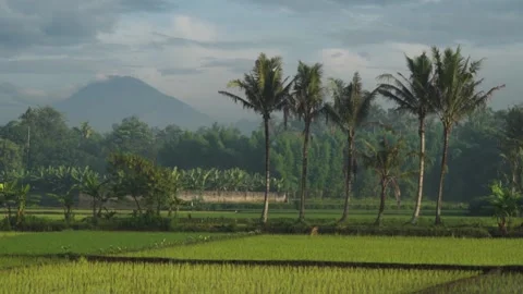 BORO63 3 Stock Footage 135730361