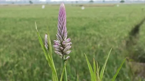 Borocco plant Stock Footage 235094335