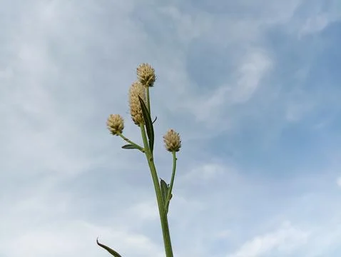 Boroco (Celosia argentea) is bright white against a blue sky background Stock Photos