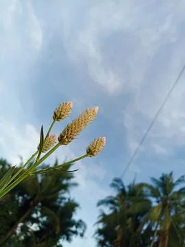 Boroco (Celosia argentea) is bright white against a blue sky background Stock Photos