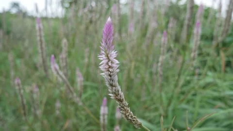 Boroco Video stock 171127054