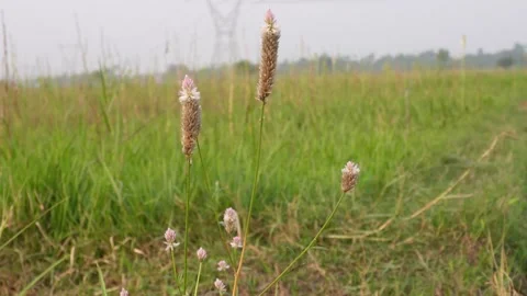 Boroco or Celosia argentea Stockbeeldmateriaal 332555891