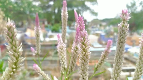 Boroco plant Video stock 249049988