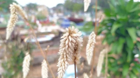 BOROCO PLANT Video stock 249158592