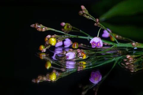 Boronia Flower Stock Photos