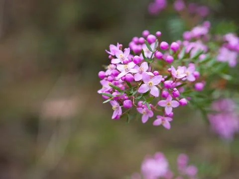 Boronia Flowers Stock Photos