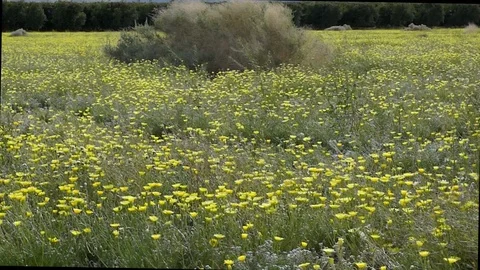 Borrego Springs Supper Bloom Stock Footage 104574781