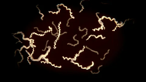 Borrelia bacteria in human blood Stock Footage 243749666