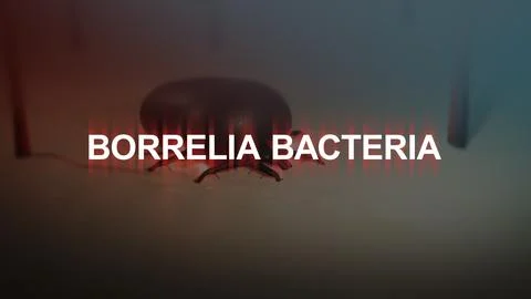 Borrelia Bacteria Typography over an Embedded Tick 00000 Stock Illustration