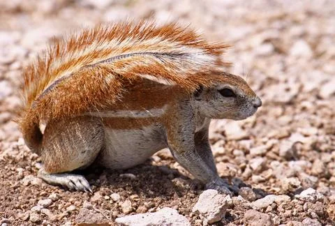  Borstenhörnchen, Erdhörnchen, Namibia, Xerus, african ground squirrel, wi. Photos