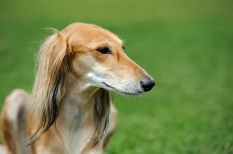 Borzoi dog in grass 写真素材