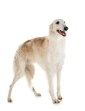 Borzoi in studio Stock Photos