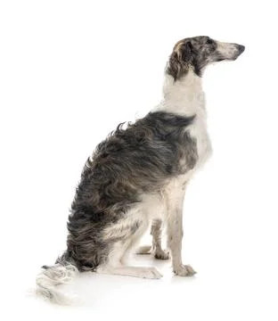 Borzoi in studio Stock Photos
