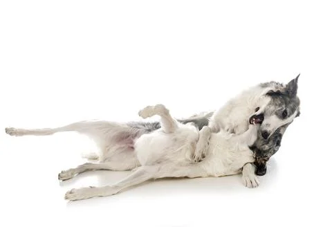 Borzois in studio Stock Photos