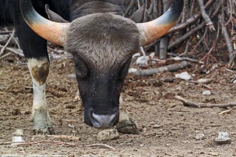 Bos gaurus -  Indian bison Stock Photos